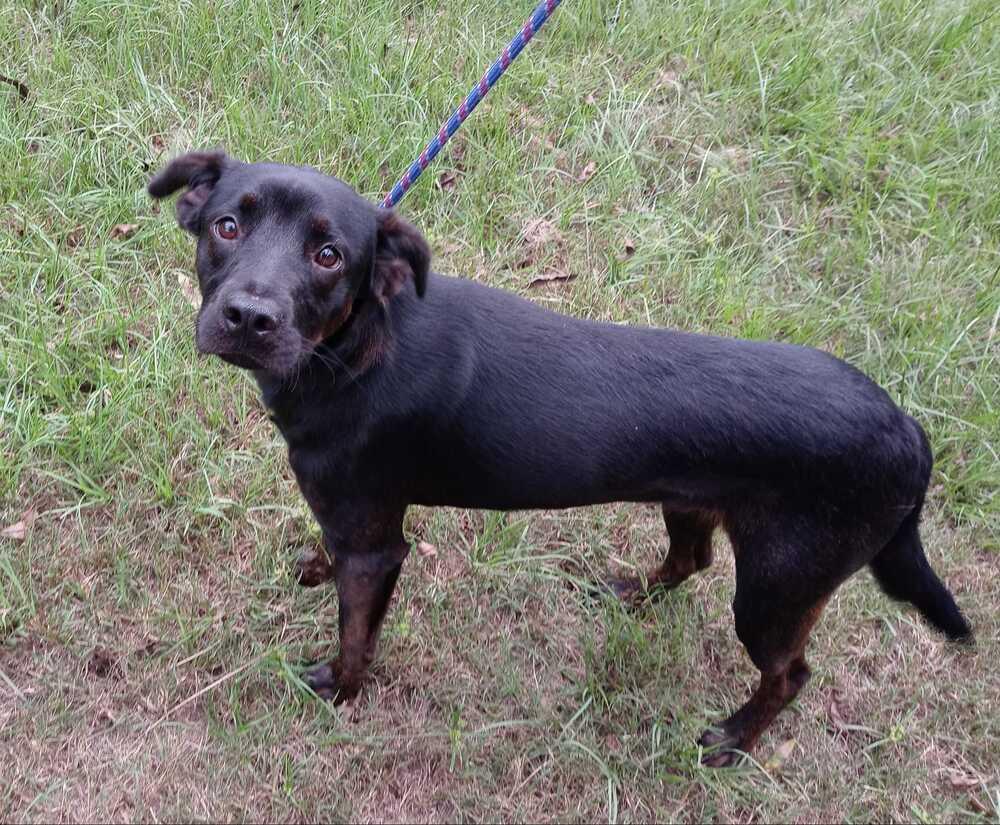 Elaine, a Adopted mixed breed in Ridgeland, SC image 3/3
