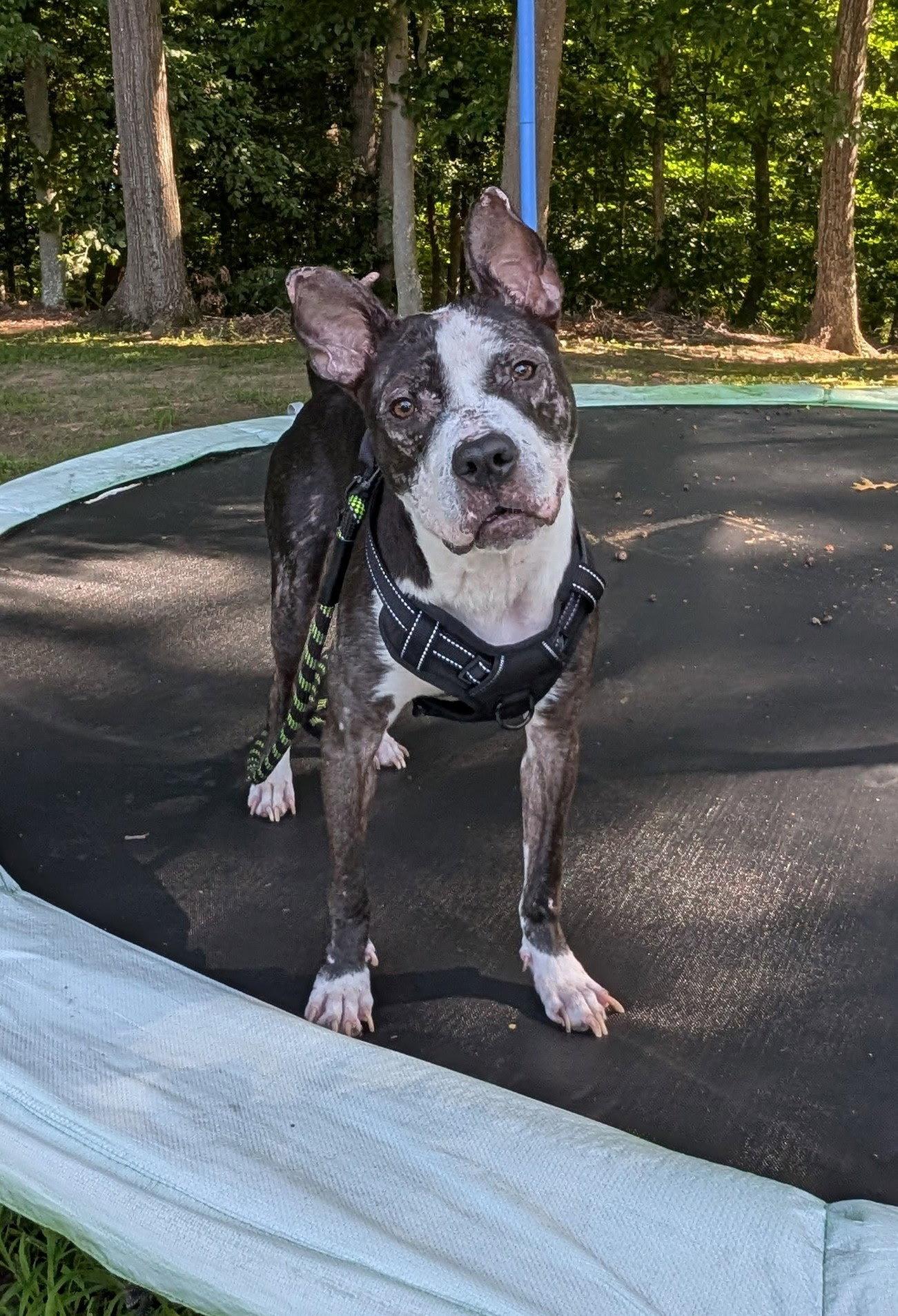 JumpyFEE SPONSORED FOSTER HOME NEEDED, a Adoptable Pit Bull Terrier in Herndon, VA image 2/3