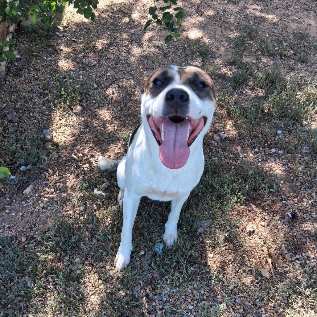 Cooper, Adoptable, Adult Male Mixed Breed.
