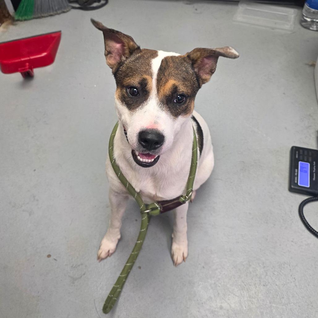 Enlarge Cooper, a Adoptable Mixed Breed in Duncan, OK image 2/6
