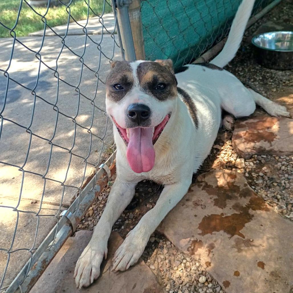 Enlarge Cooper, a Adoptable Mixed Breed in Duncan, OK image 3/6