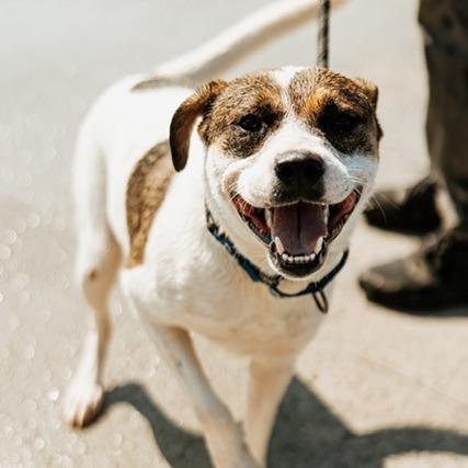 Enlarge Cooper, a Adoptable Mixed Breed in Duncan, OK image 4/6