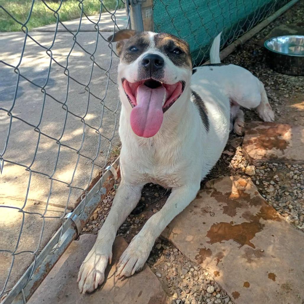 Enlarge Cooper, a Adoptable Mixed Breed in Duncan, OK image 5/6