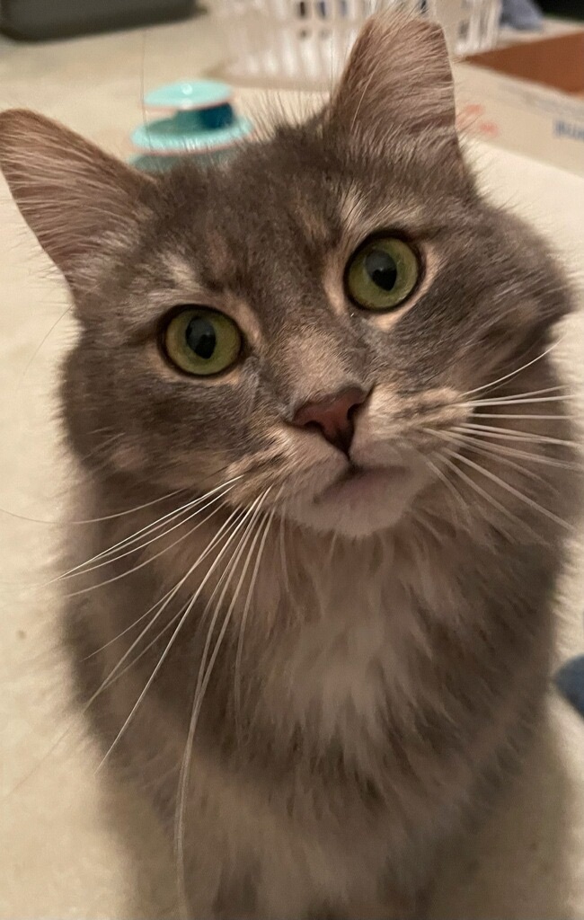 Enlarge Miss Grey , a Adoptable Domestic Medium Hair image 1/1