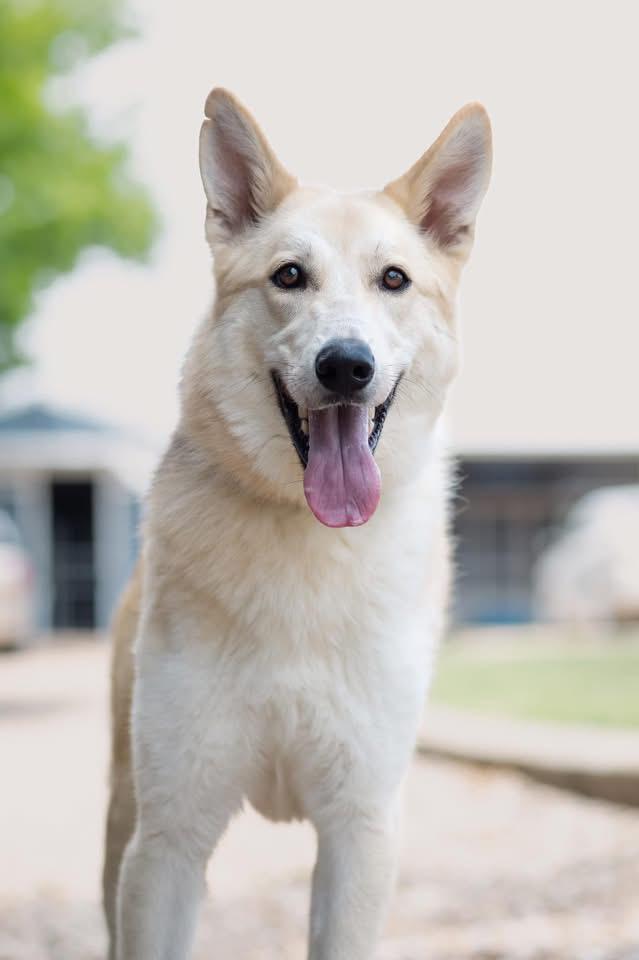 Lobo aka Yellowstone J, Adoptable, Young Male Carolina Dog & German Shepherd Dog.