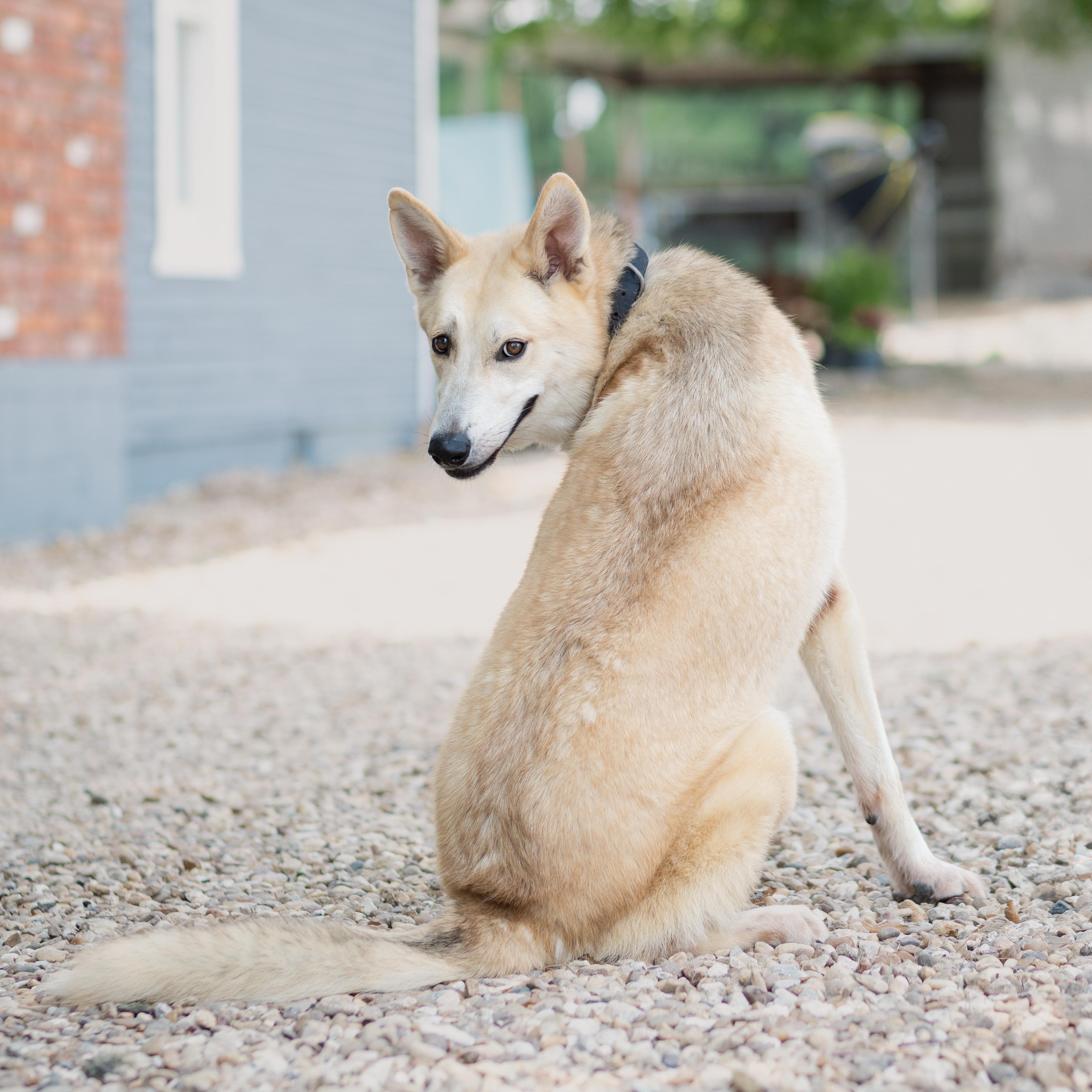 Enlarge Lobo aka Yellowstone J, a Adoptable mixed breed in Dallas, TX image 2/4
