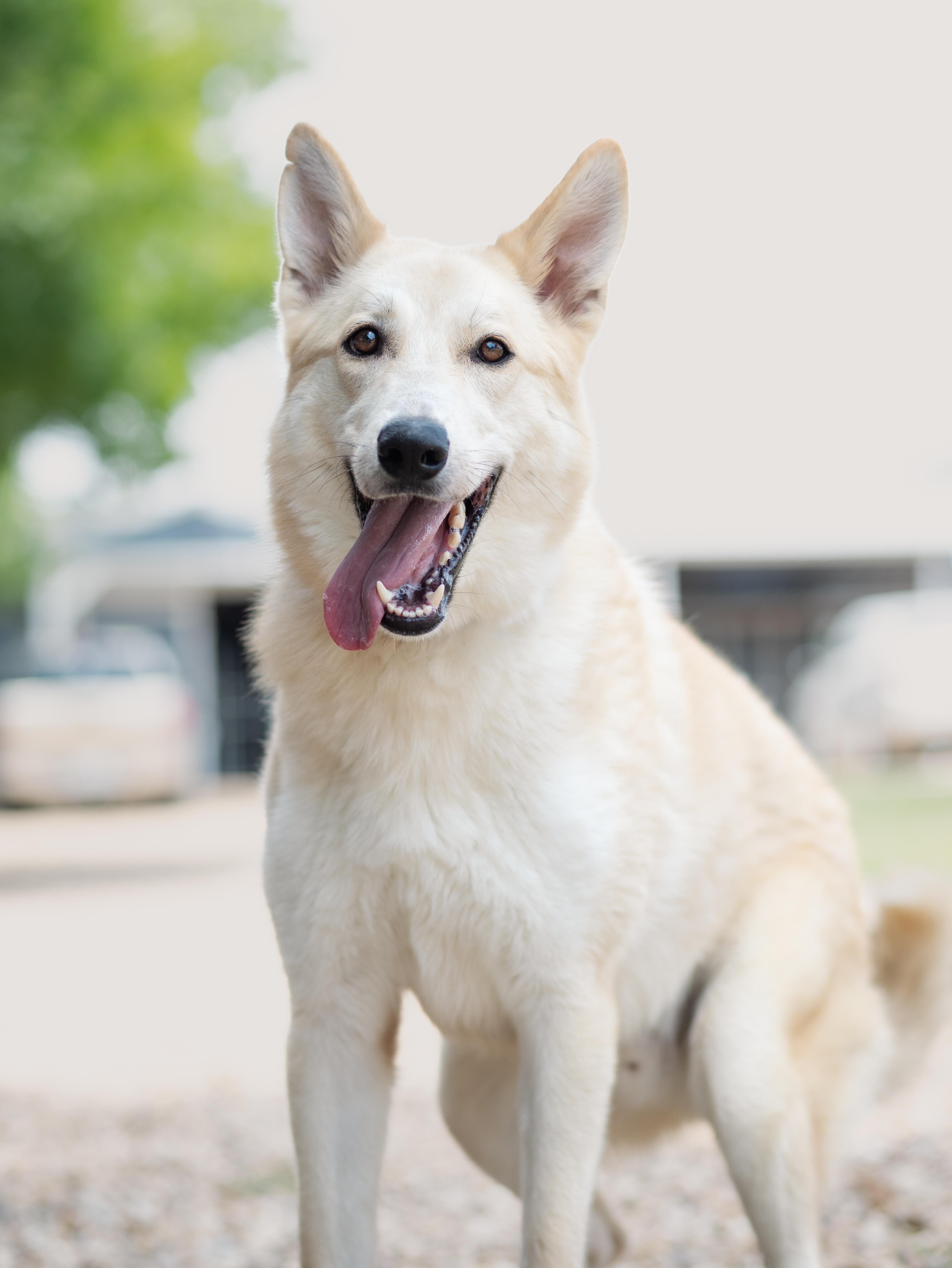 Enlarge Lobo aka Yellowstone J, a Adoptable mixed breed in Dallas, TX image 3/4