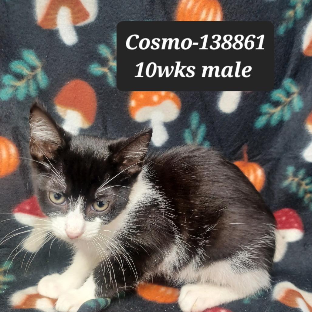 Cosmo, Adoptable, Kitten Male Domestic Short Hair.