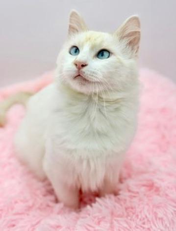 Enlarge Laufey, an adopted Ragdoll in Covington, LA image 5/6