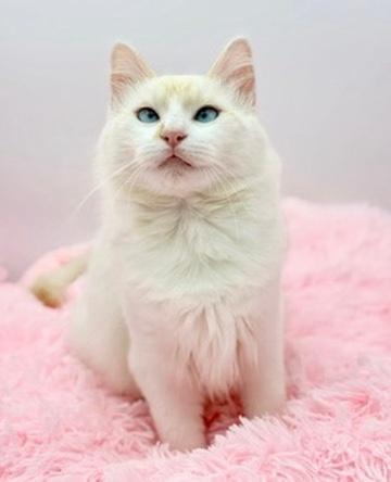 Enlarge Laufey, an adopted Ragdoll in Covington, LA image 4/6