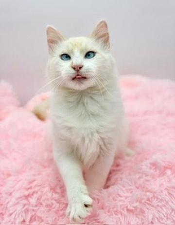 Enlarge Laufey, an adopted Ragdoll in Covington, LA image 6/6