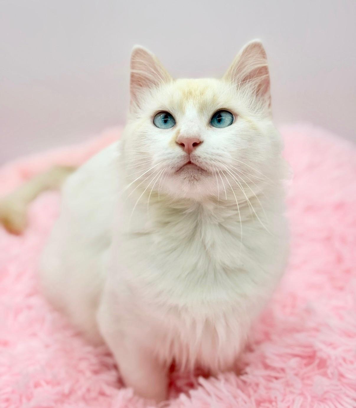 Enlarge Laufey, an adopted Ragdoll in Covington, LA image 2/6