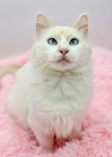 Laufey, adopted, Kitten Female Ragdoll.