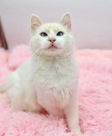 Enlarge Laufey, an adopted Ragdoll in Covington, LA image 3/6