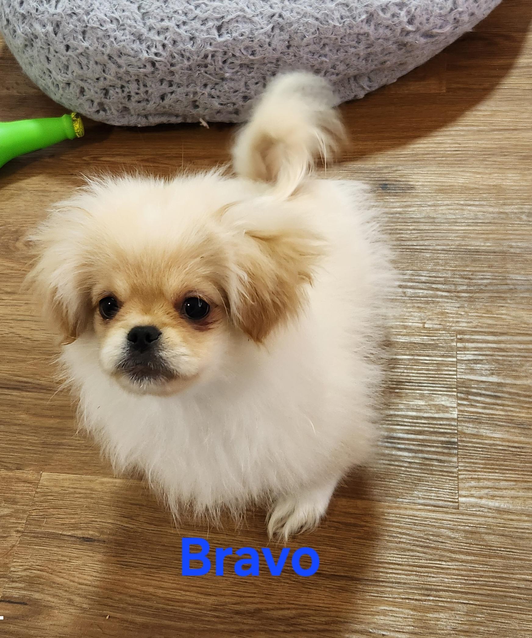 Enlarge Bravo, a Adoptable Pekingese in North Augusta, SC image 2/3