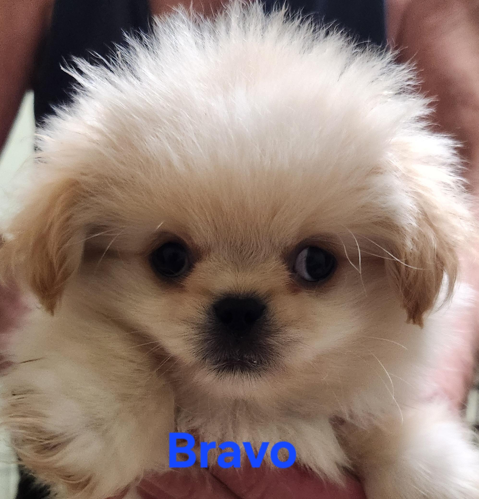 Bravo, Adoptable, Puppy Male Pekingese.