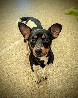 OLLIE, Adoptable, Young Male Rat Terrier.