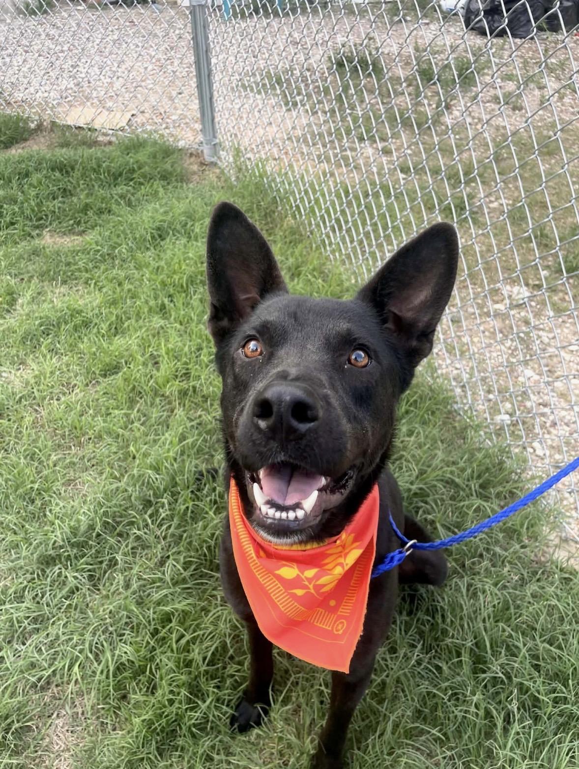 Enlarge Kalypso, a Adoptable mixed breed in Mount Holly , VT image 2/3