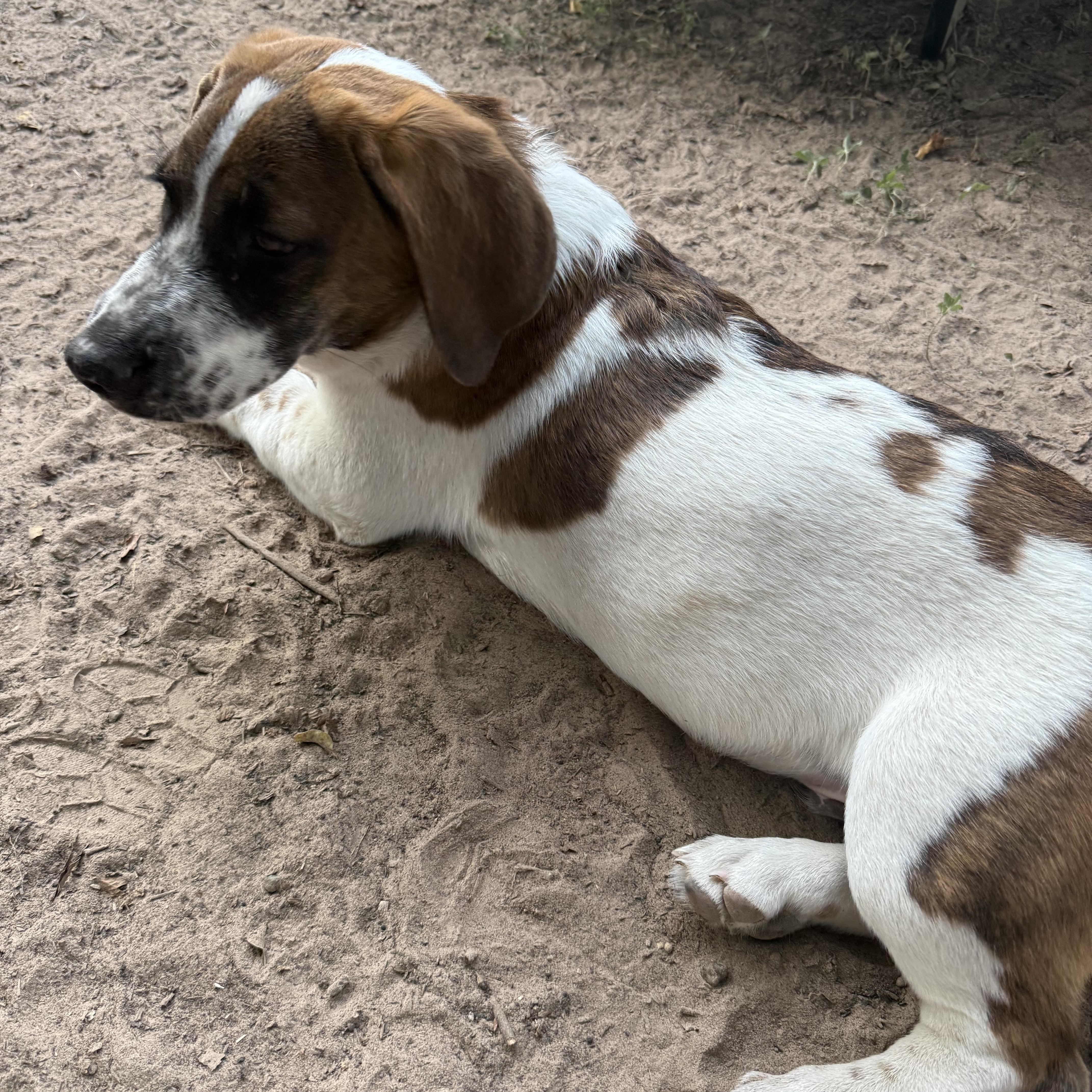 Cookies, a Adopted mixed breed in Spring, TX image 1/4
