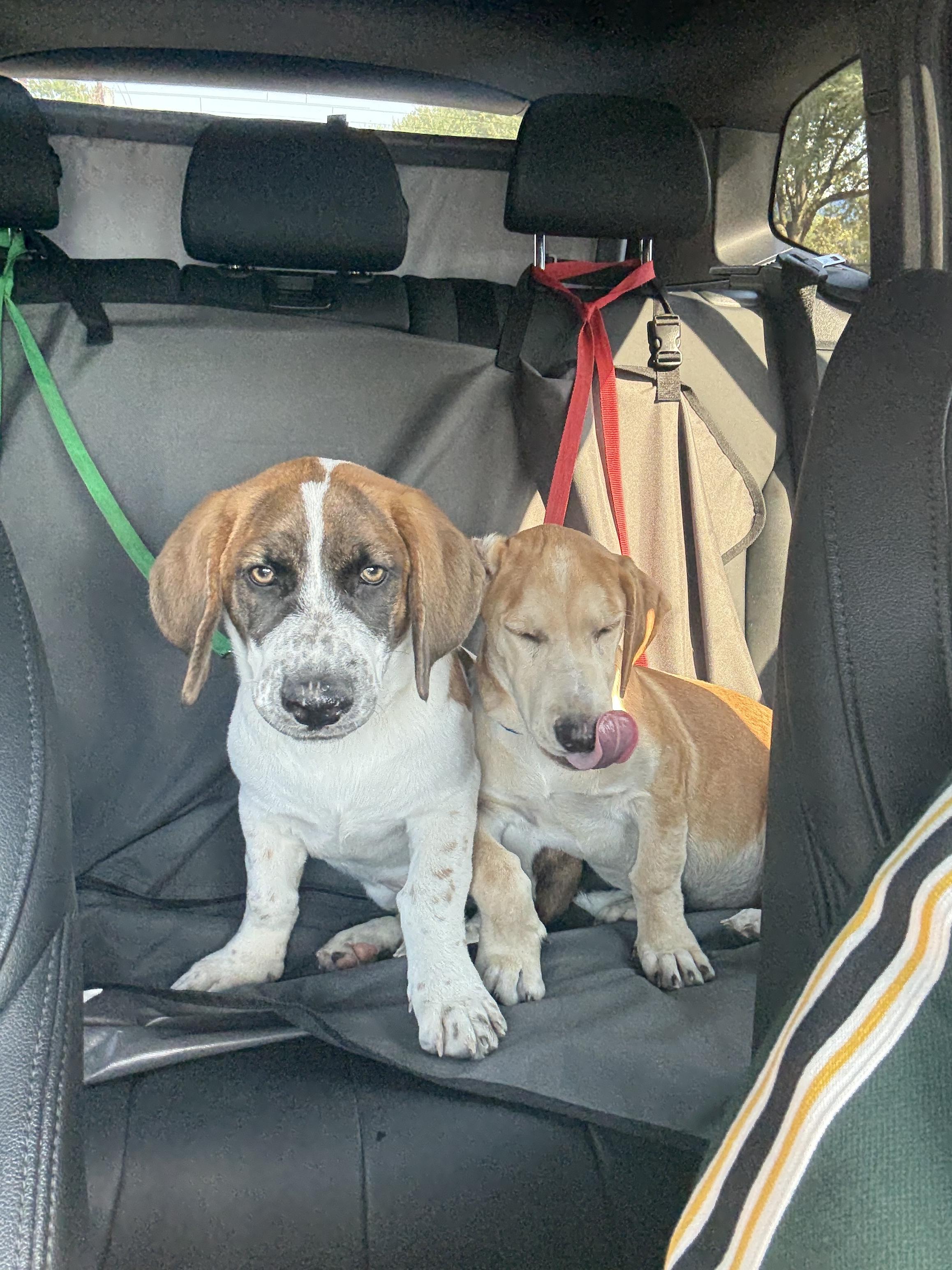 Cookies, a Adopted mixed breed in Spring, TX image 2/4