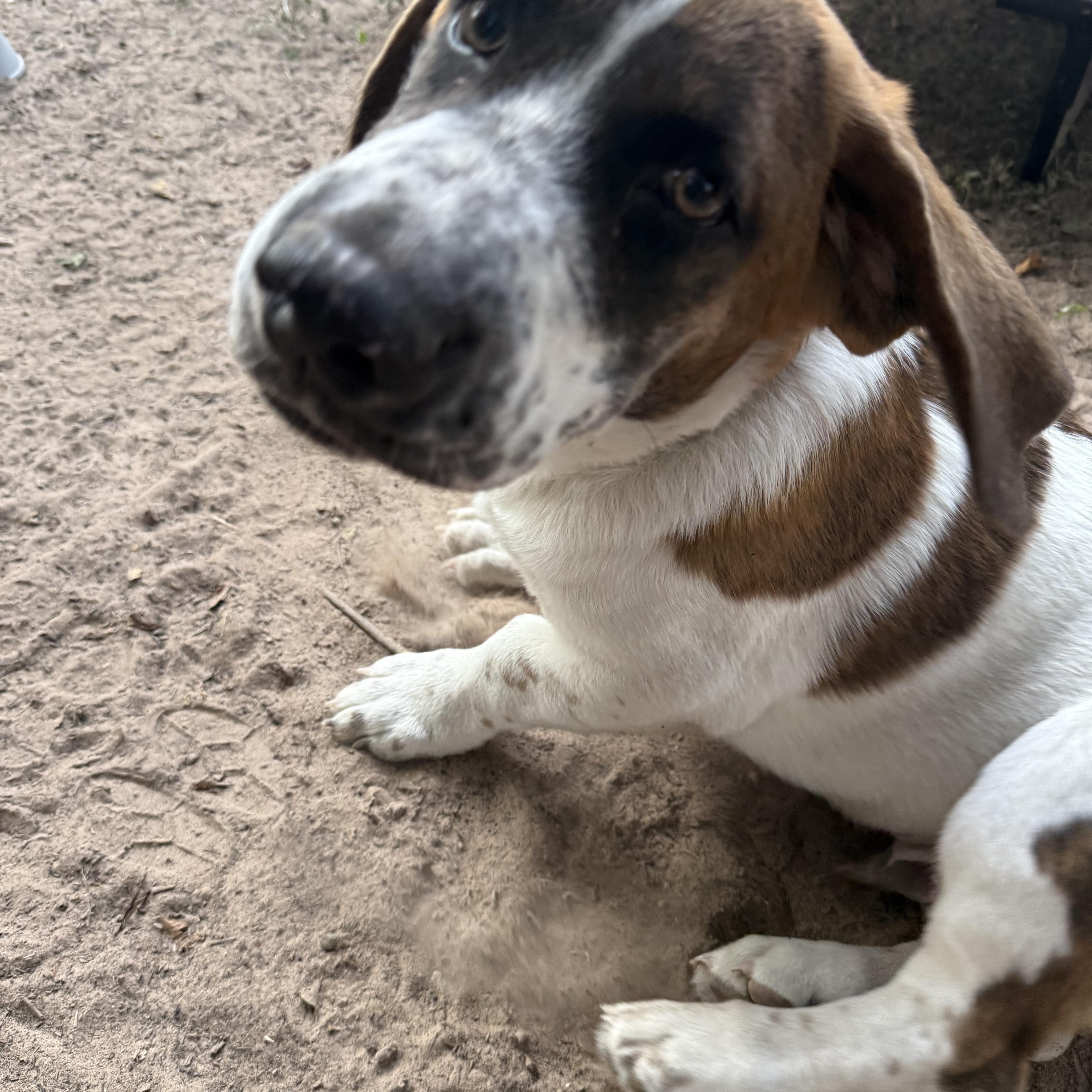 Cookies, a Adopted mixed breed in Spring, TX image 3/4