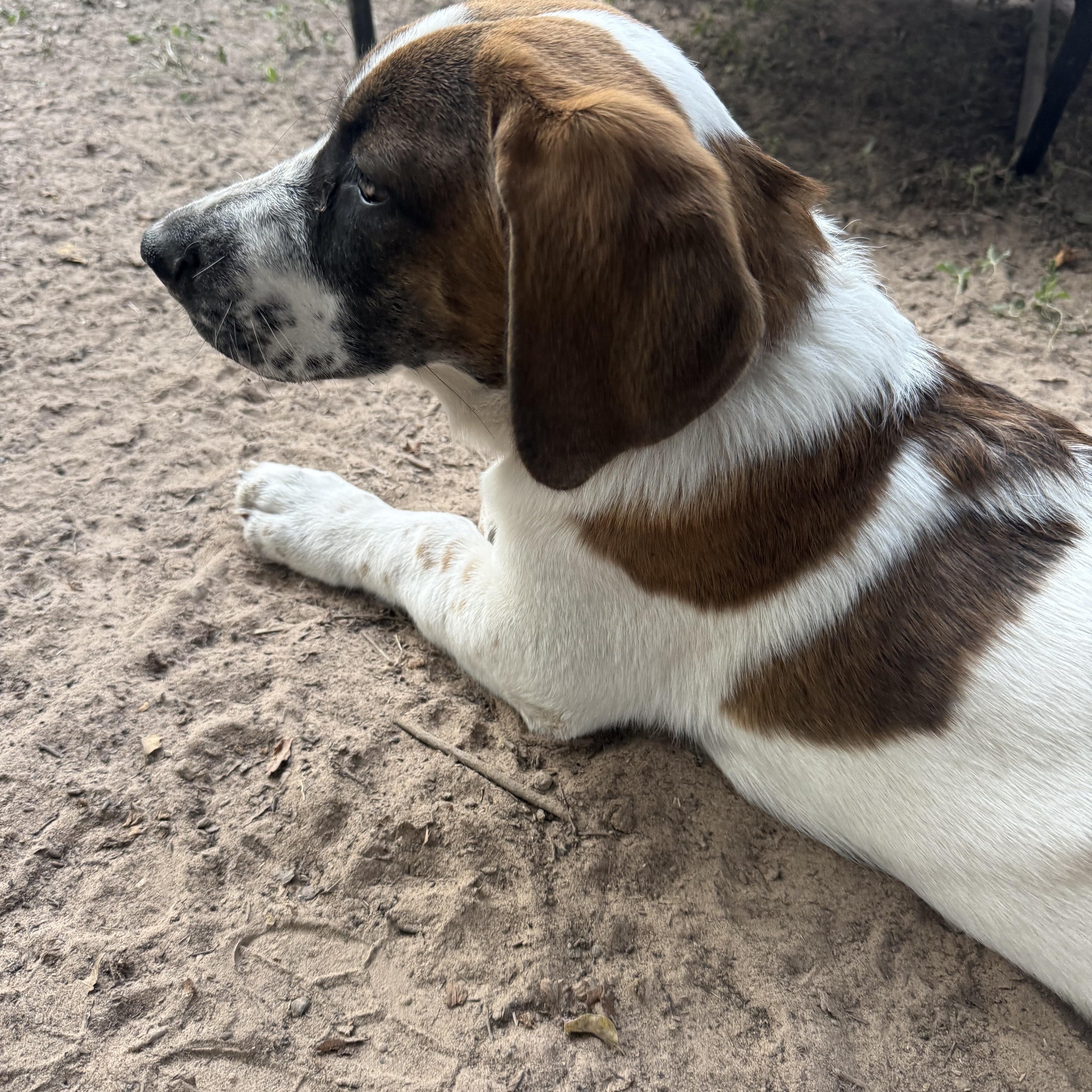 Cookies, a Adopted mixed breed in Spring, TX image 4/4