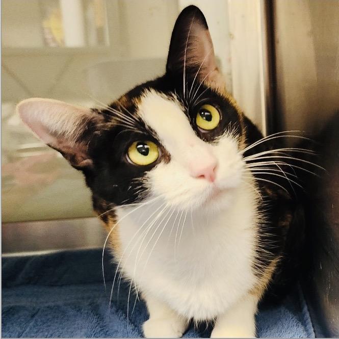 Pizza, Adoptable, Adult Female Domestic Short Hair.