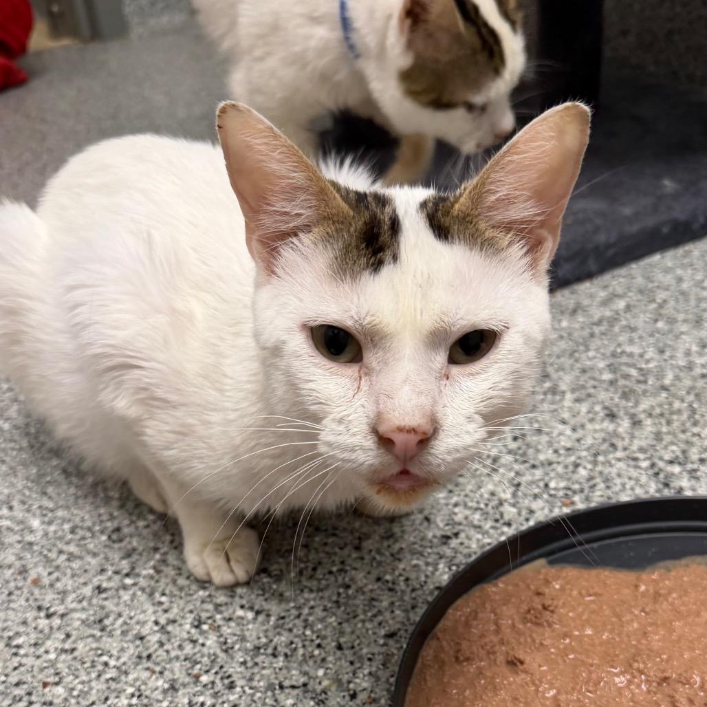 Cappadocia, Adoptable, Adult Male Turkish Van.