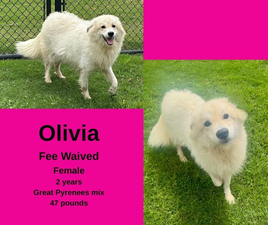 Olivia, ADOPTABLE, Young Female Great Pyrenees.