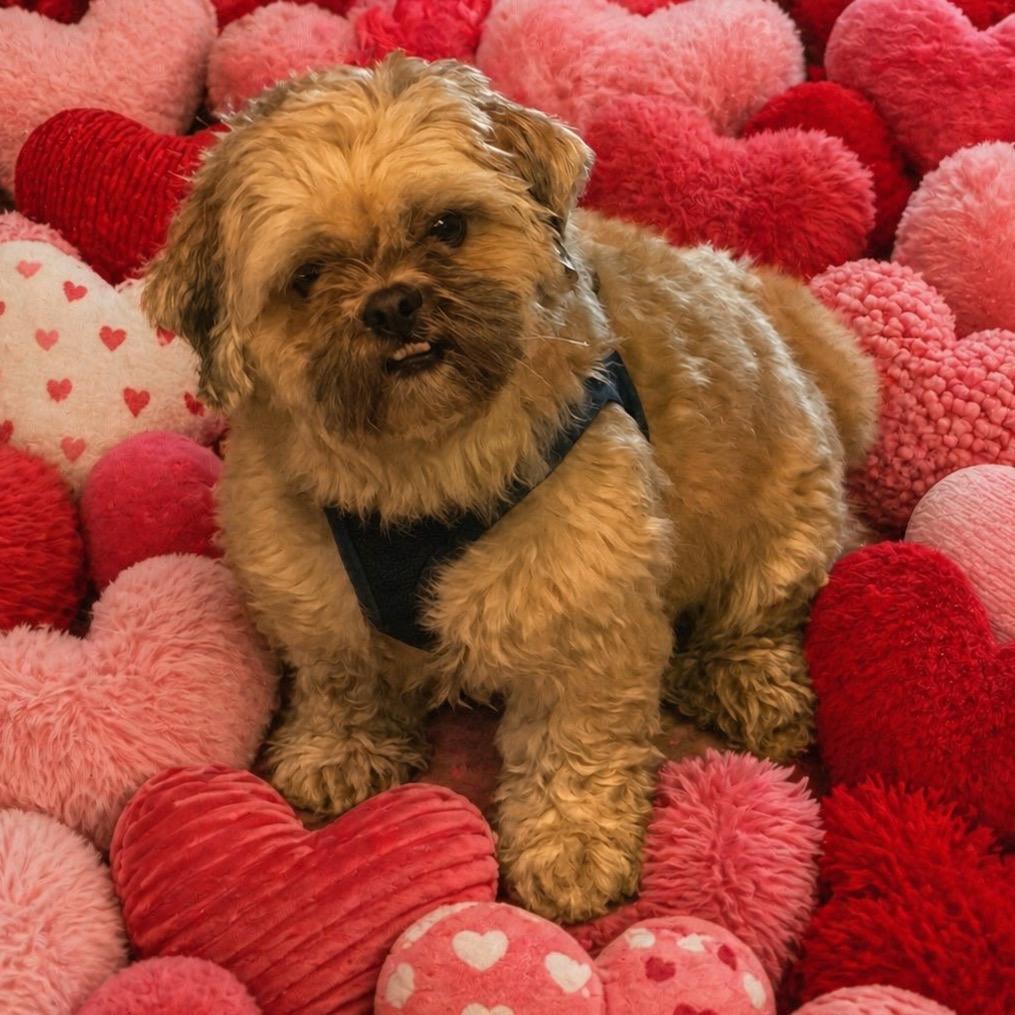 Toby, Adoptable, Adult Male Shih Tzu.