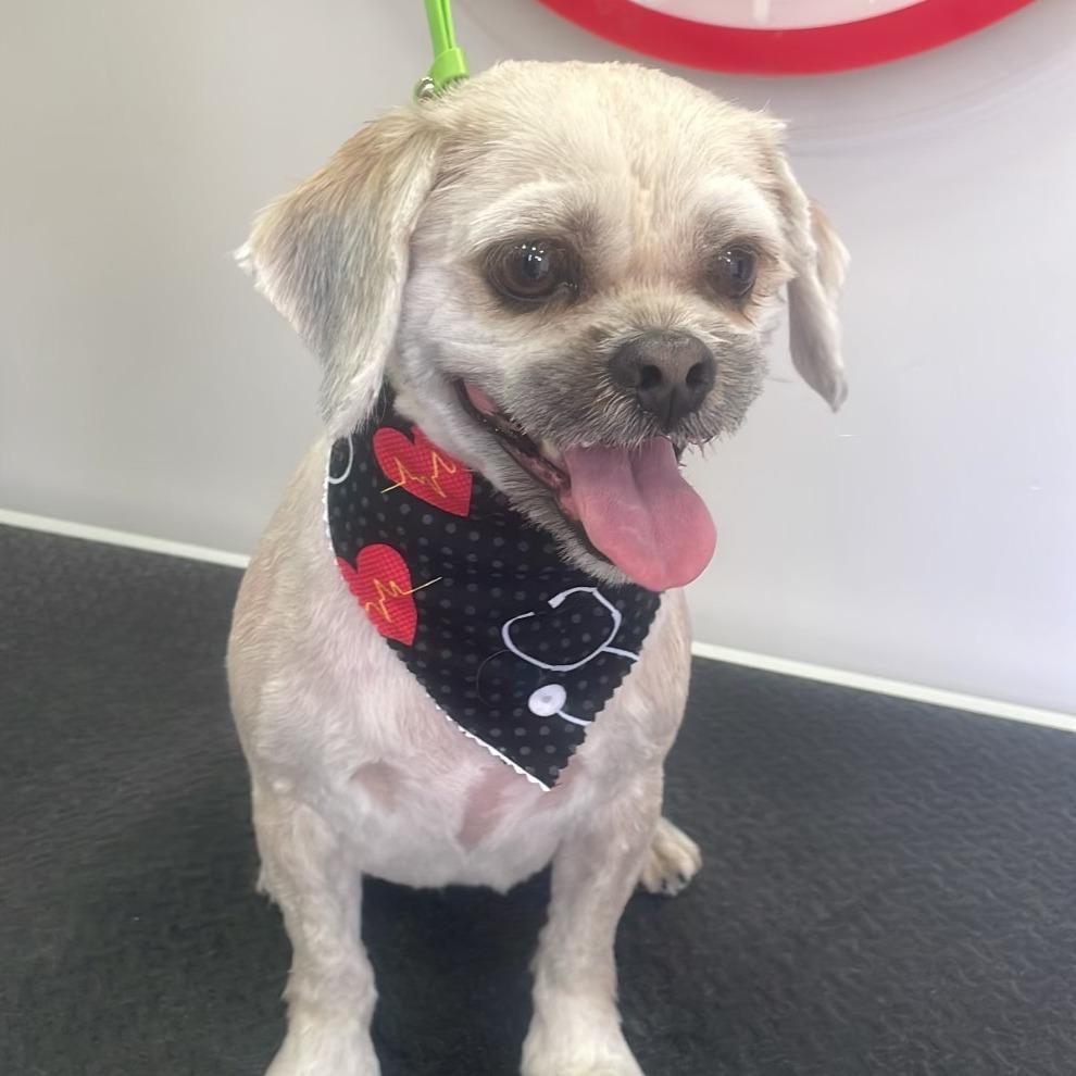 Toby, Adoptable, Adult Male Shih Tzu.