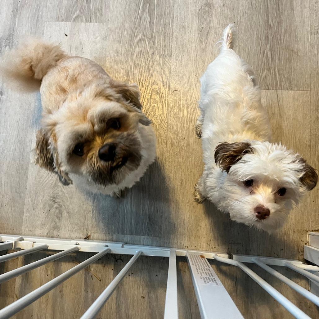 Enlarge Toby, a Adoptable Shih Tzu in Houston, TX image 2/3