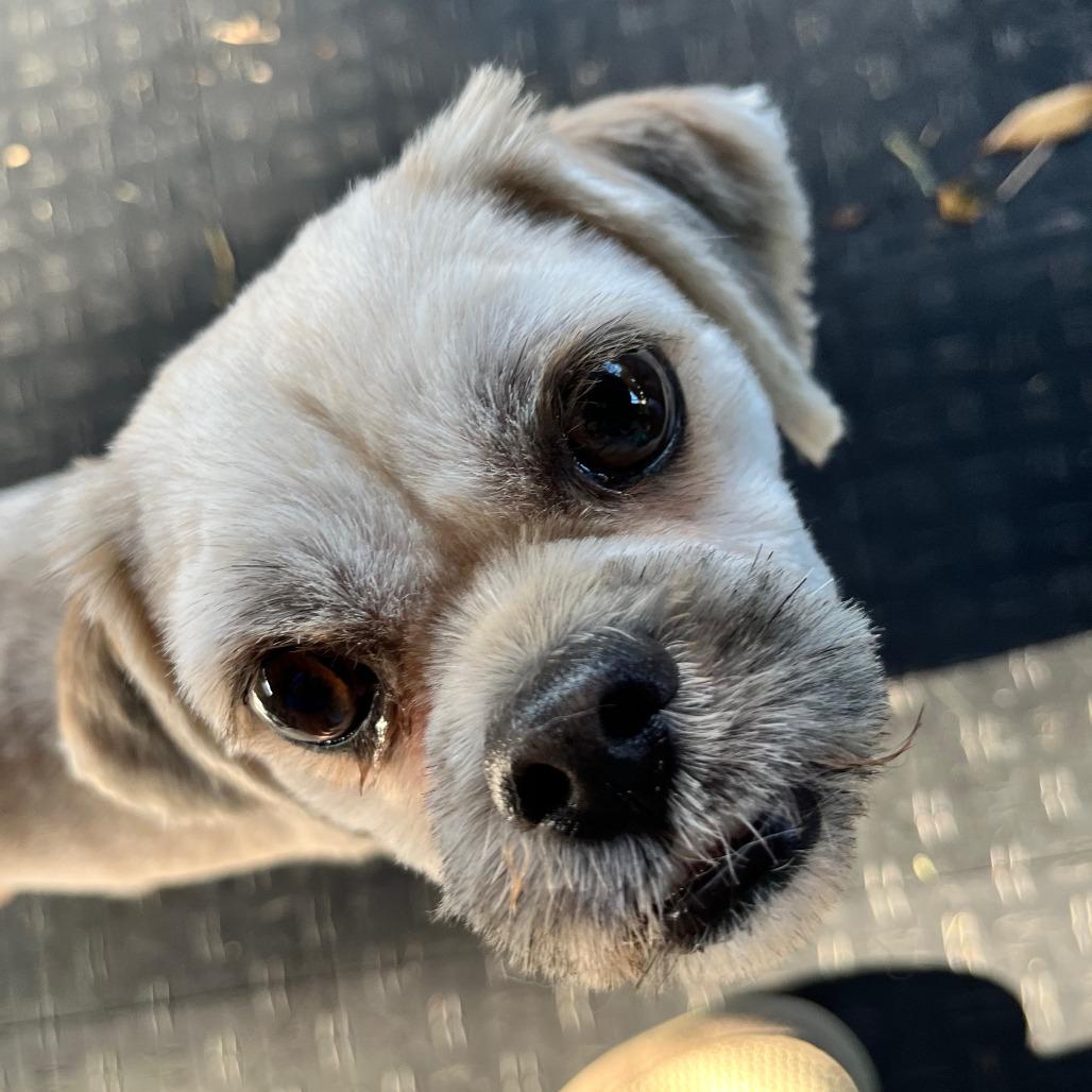 Enlarge Toby, a Adoptable Shih Tzu in Houston, TX image 3/3