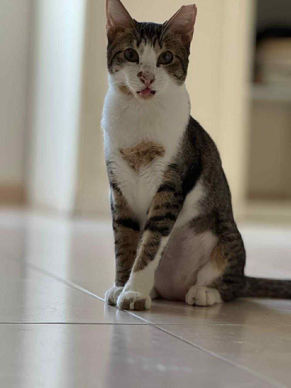 Karma, Young Female Domestic Short Hair
