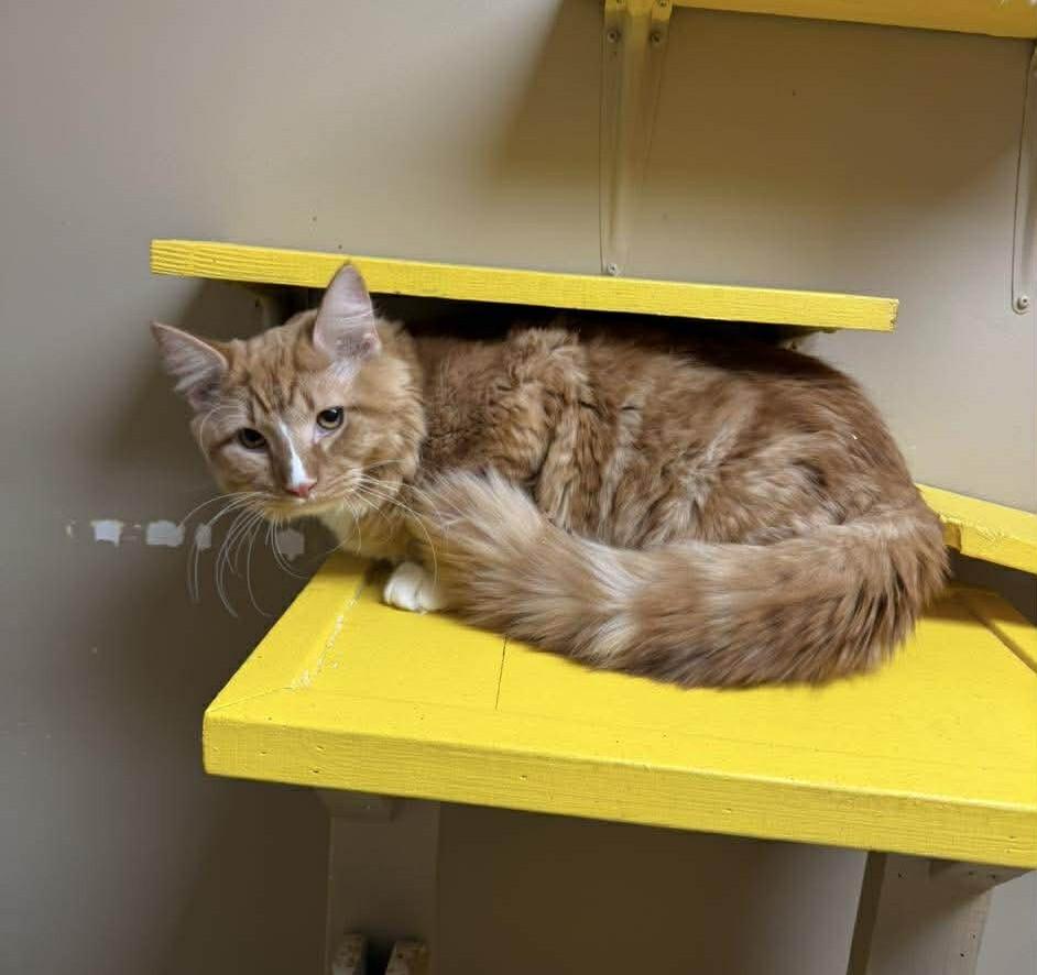 Miller, adopted, Young Male Domestic Long Hair.