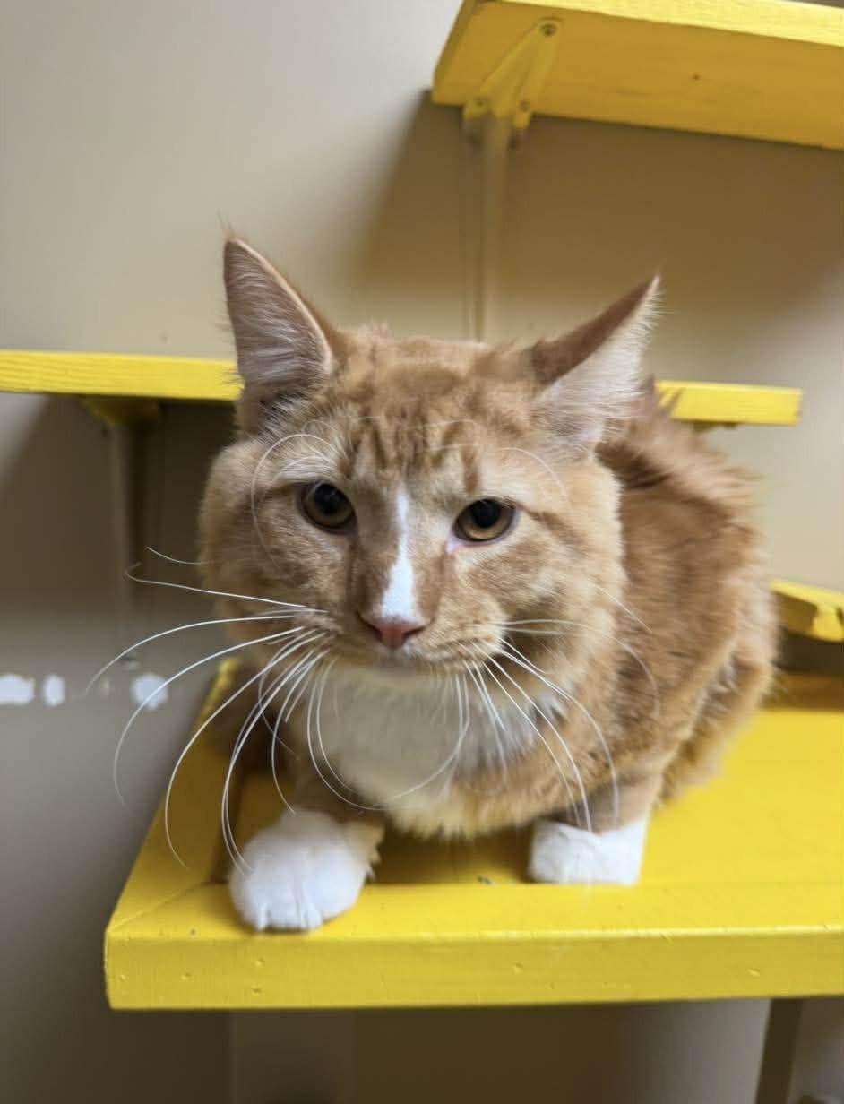 Enlarge Miller, an adopted mixed breed in Maryville, MO image 2/2