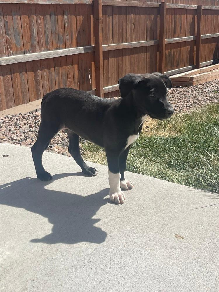 Enlarge Monica, a Adoptable mixed breed in Colorado Springs, CO image 1/4