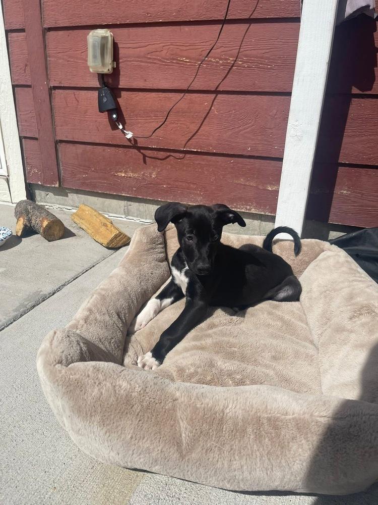 Enlarge Monica, a Adoptable mixed breed in Colorado Springs, CO image 2/4