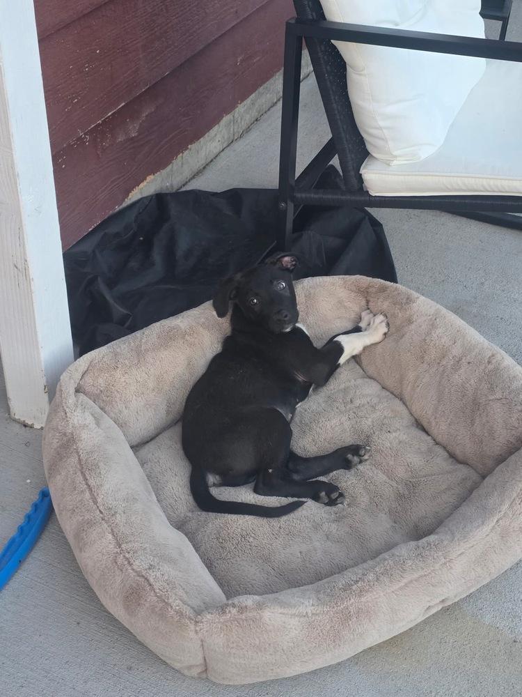 Enlarge Monica, a Adoptable mixed breed in Colorado Springs, CO image 3/4