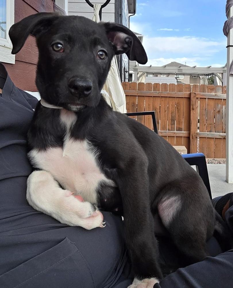 Enlarge Monica, a Adoptable mixed breed in Colorado Springs, CO image 4/4