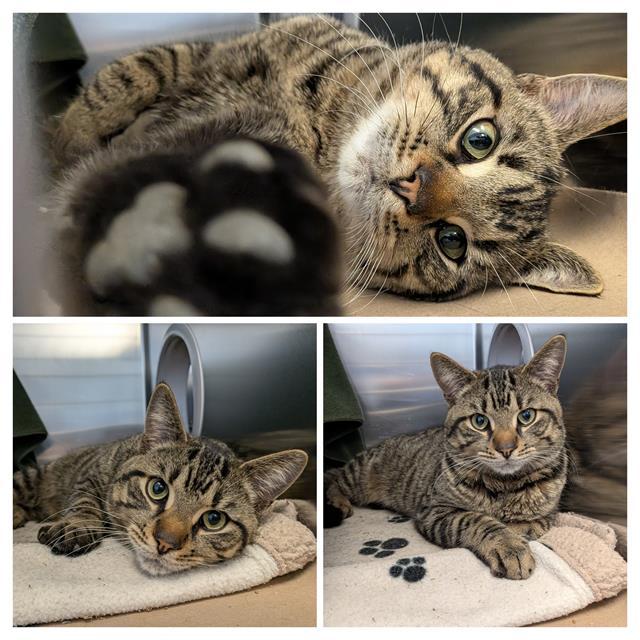 TEDDY, Adoptable, Young Male Domestic Short Hair.