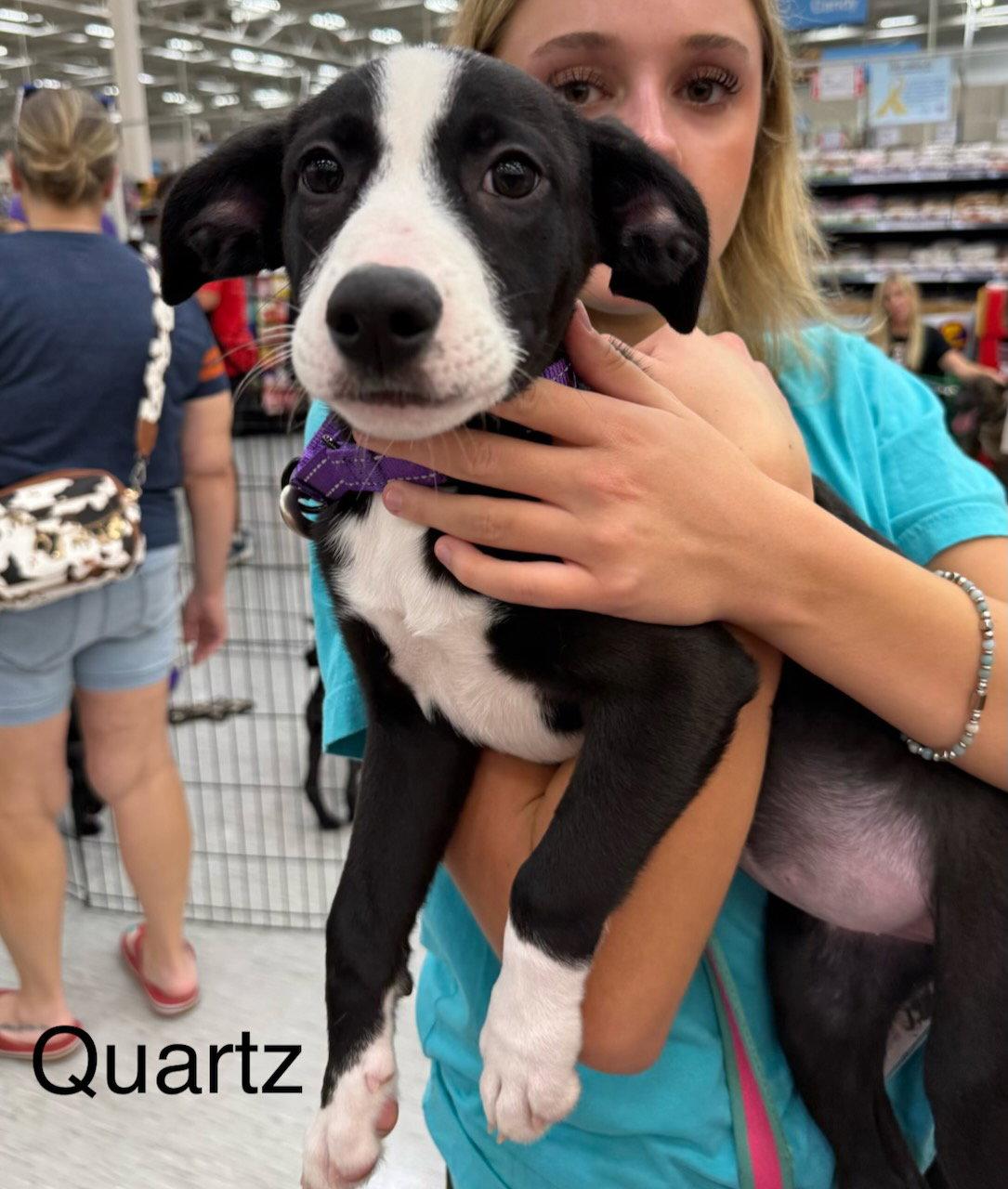 Enlarge Quartz, a Adoptable mixed breed in GILBERTS, IL image 3/3