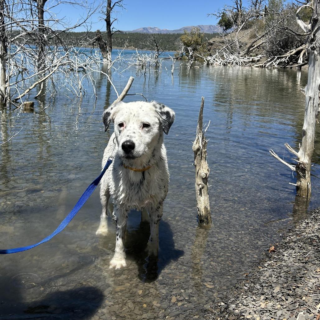 Flossy, Adoptable, Adult Female Australian Shepherd & Mixed Breed.