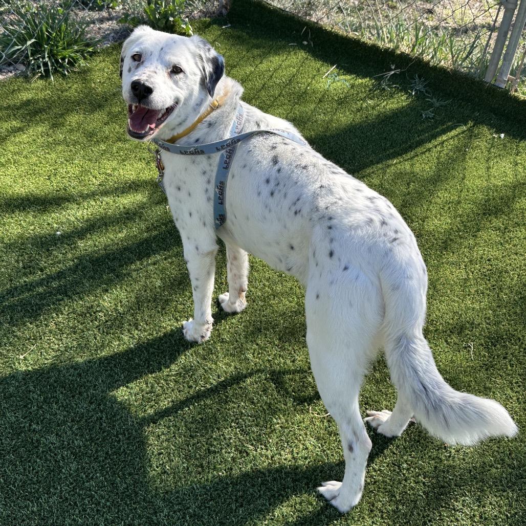 Enlarge Flossy, a Adoptable mixed breed in Durango, CO image 1/6