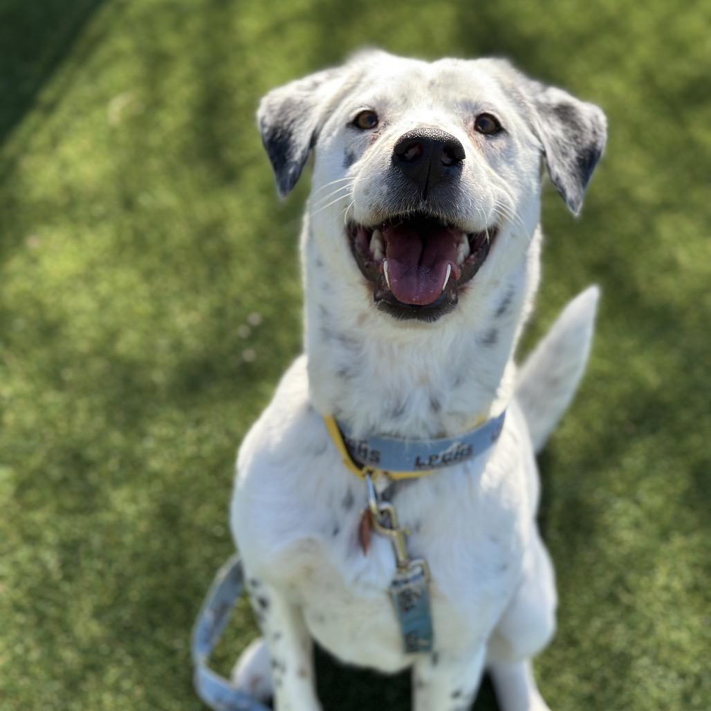 Enlarge Flossy, a Adoptable mixed breed in Durango, CO image 2/6