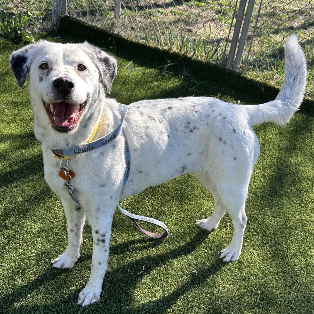 Enlarge Flossy, a Adoptable mixed breed in Durango, CO image 3/6