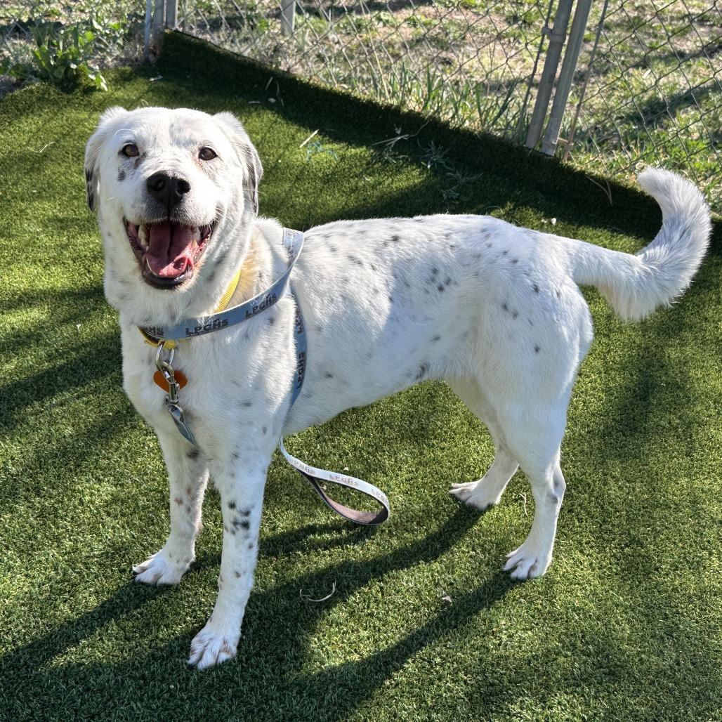 Enlarge Flossy, a Adoptable mixed breed in Durango, CO image 4/6