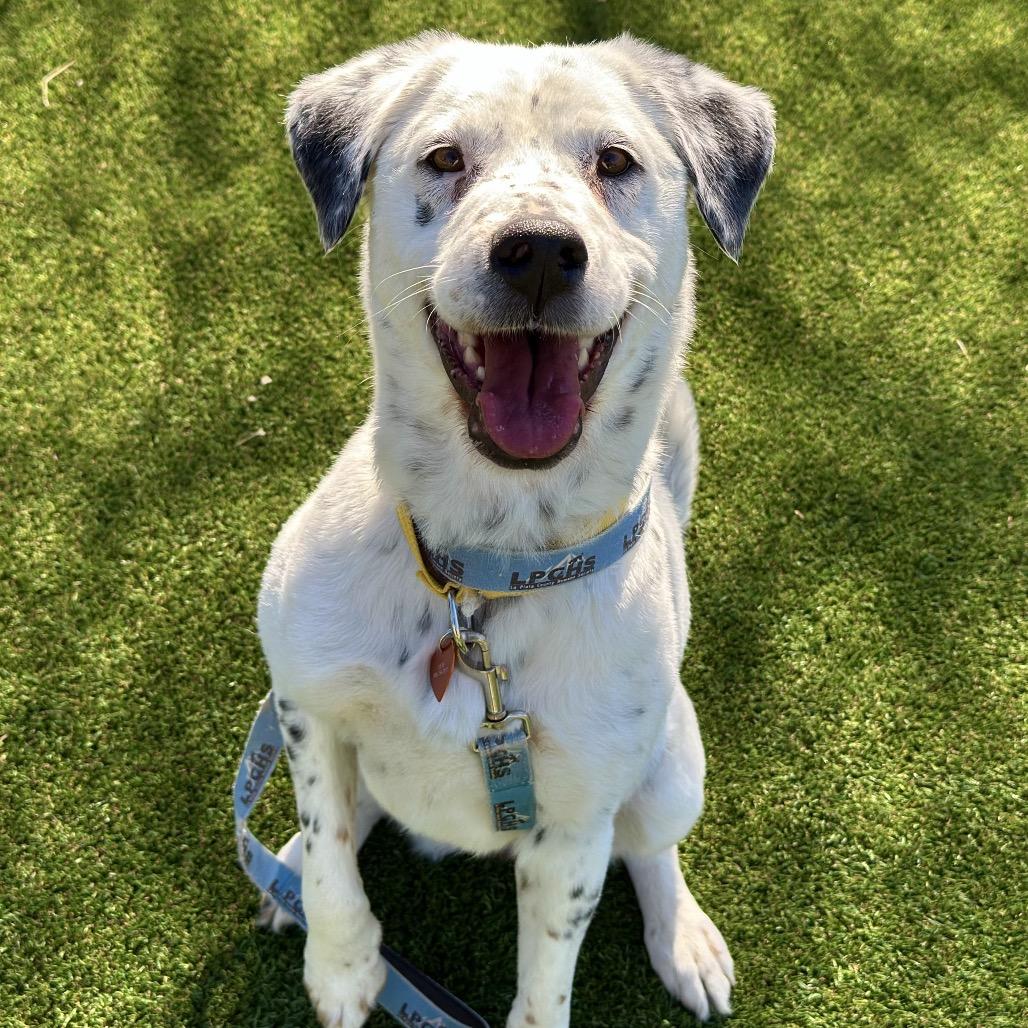 Enlarge Flossy, a Adoptable mixed breed in Durango, CO image 5/6