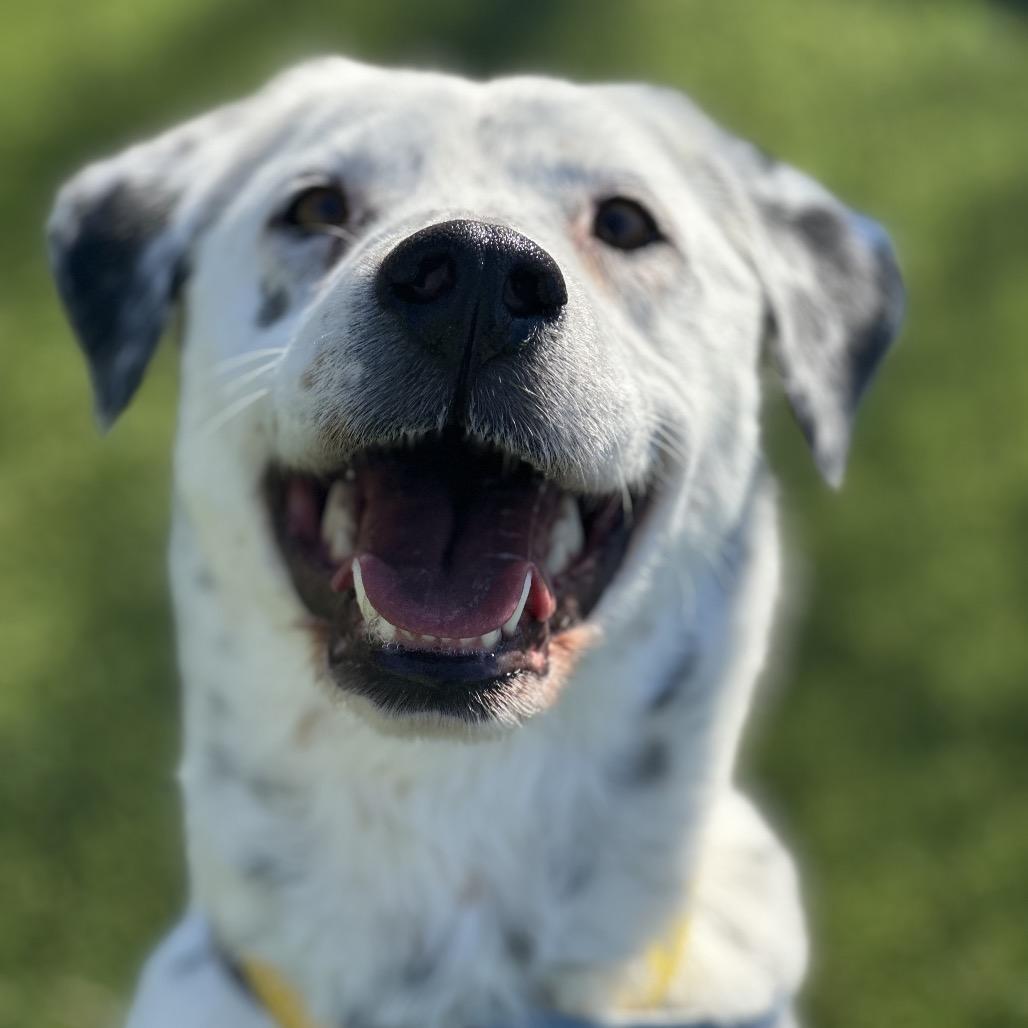 Enlarge Flossy, a Adoptable mixed breed in Durango, CO image 6/6
