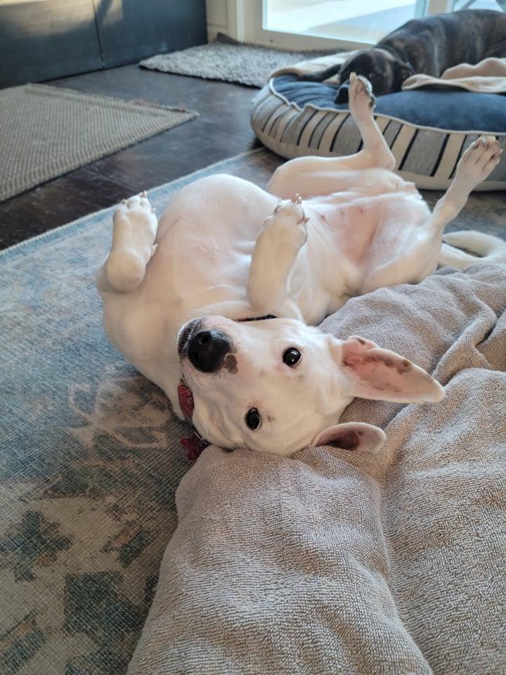 Enlarge Paloma, a Adoptable Cattle Dog in San Diego, CA image 3/3